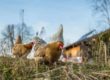 Die Hennen haben viel Freilauf beim Biohofbauer Übelacker