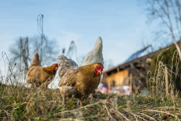 Die Hennen haben viel Freilauf beim Biohofbauer Übelacker Die Hennen haben viel Freilauf beim Biohofbauer Übelacker