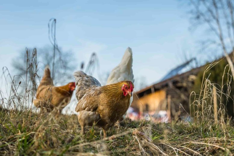 Die Hennen haben viel Freilauf beim Biohofbauer Übelacker